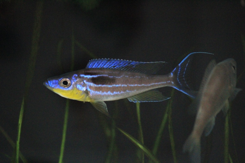 Benthochromis horii 'Kasanga'